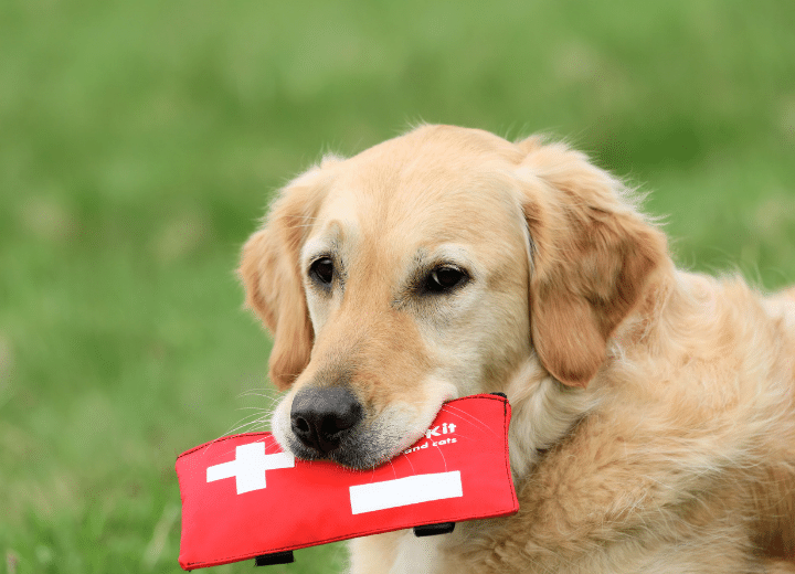 Pet First Aid Kit for Dogs: Essential Supplies Every Dog Owner Needs