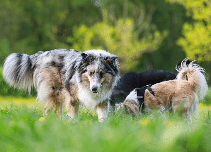 Marymoor off Leash Dog Park