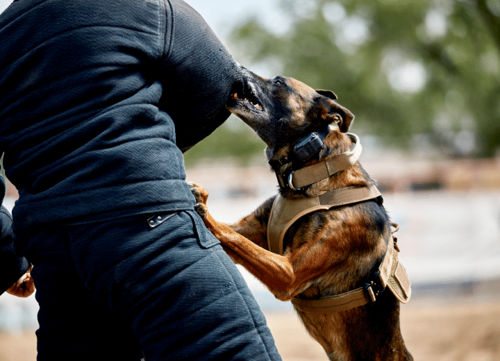 How to Train a Dog to Walk on a Dog