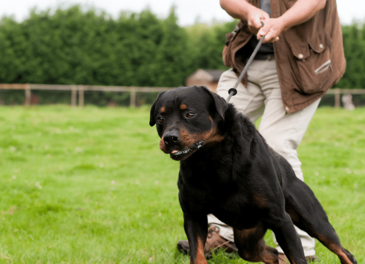 Dog Pulling on Leash